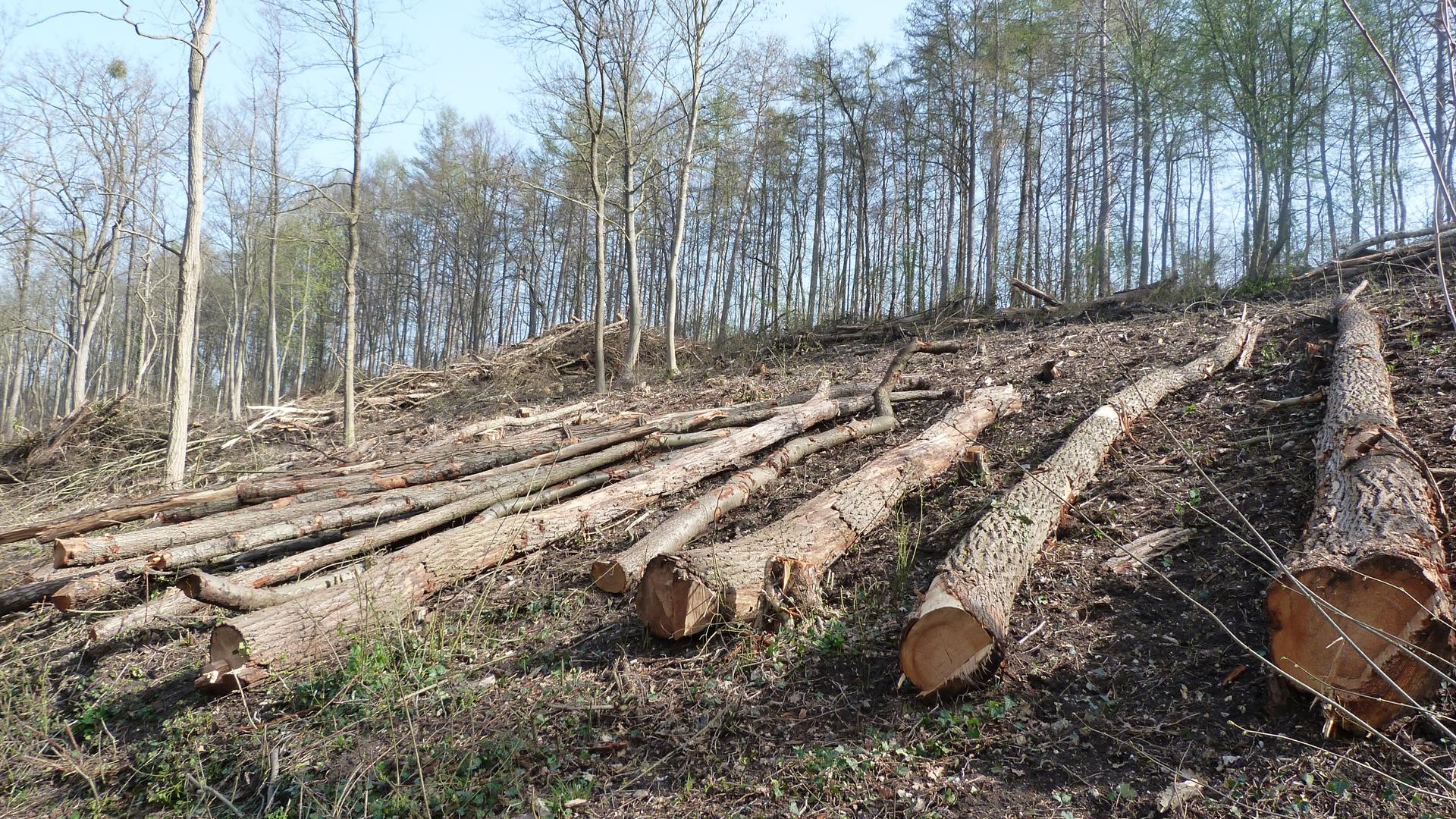 Gefällte Bäume auf der 1 Hektar großen Versuchsfläche am Heider Bergsee (c) Wilfried Schultz-Rotter