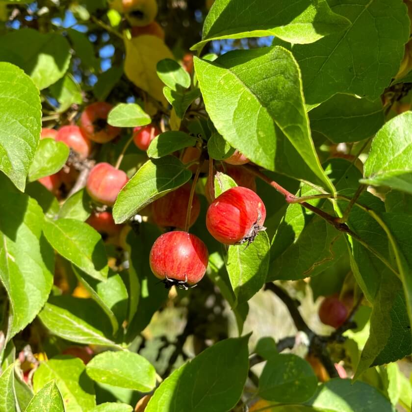 Zierapfel Evereste