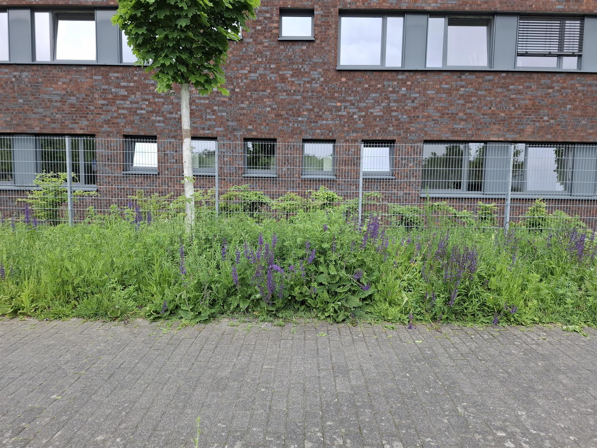 Hedwig-Gries-Straße, An der Alten Zuckerfabrik