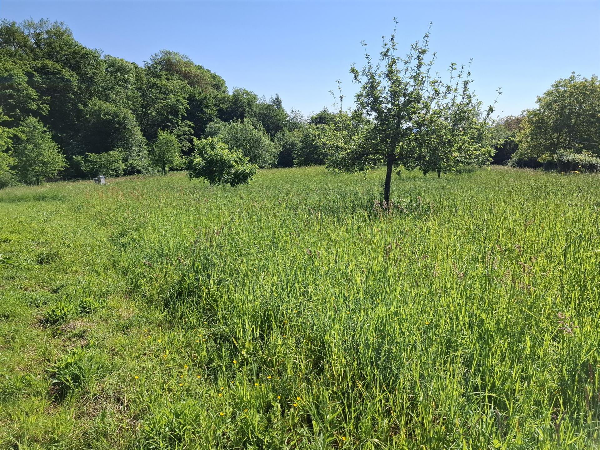 Wehrbachsweg, Obstwiese