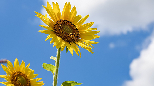 Sonnenblumen