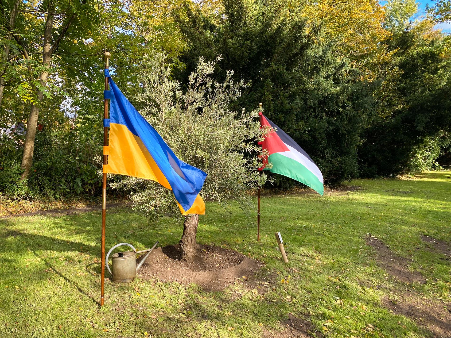 Olivenaum und ukrainische und palästinensische Flagge