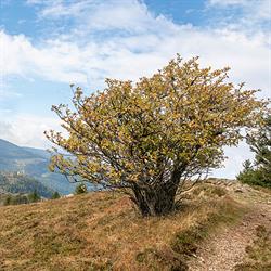 Echte Mehlbeere/Adobe Stock 232692785